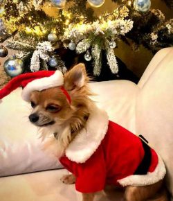 Their ears are erect, wide at the base, with a gently rounded tip. In a dog in a calm state, the ...