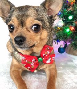 The Chihuahua’s neck is of medium length, with a slight bend at the top. Males have a more ...