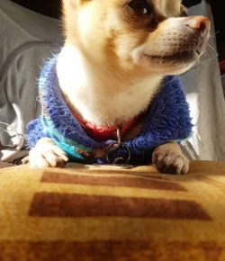 According to the type of coat, Chihuahuas are divided into long-haired and short-haired. The for ...