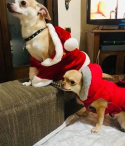These babies are distinguished from other dwarf breeds by their calmness and poise: they will no ...