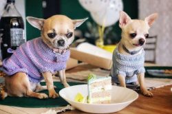 Chihuahuas are very clever people who quickly recognize falsehood and pretense. They also quickl ...