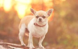 Most individuals have an urgent need to create their own shelter. In particular, Chihuahuas are  ...