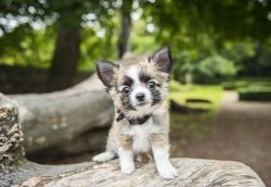 According to breeders, it is much easier to make a Chihuahua angry than the same pit bull. Moreo ...