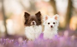 At one glance at Chihuahuas, you want to constantly caress and pamper them, but certainly not to ...