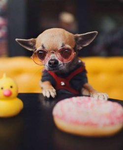 Chihuahuas are capable students. Of course, without the manifestation of stubbornness on the par ...