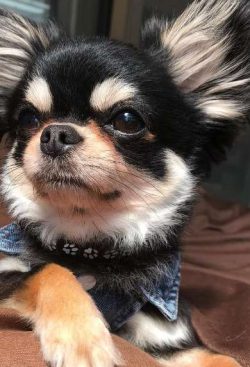 Chihuahuas have a sensitive digestive system, so feeding with one “dryer” negatively ...