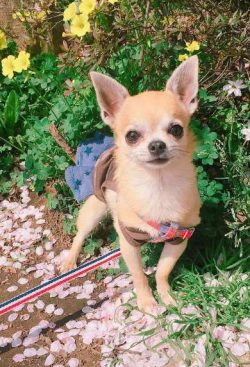 Chihuahua puppies eat up to 6 times a day, three-month-old babies – 3-4 times, half-year-o ...