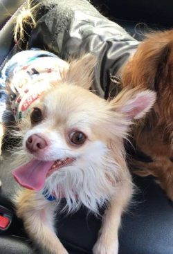 The cute appearance of the Chihuahua gives children a false idea of the dog as a living toy. In  ...