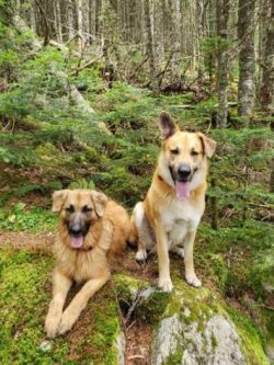 The breed is named after Chinook, the leader of a dog team.