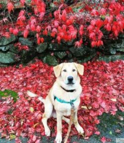 Chinook was originally bred in New Hampshire at the beginning of the 20th century.