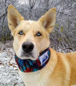 Even at the peak of its popularity, the number of individuals of this breed of dogs was less th ...