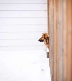  In 1978, there were only 27 dogs of this breed, but since then the number of chinook dogs has i ...