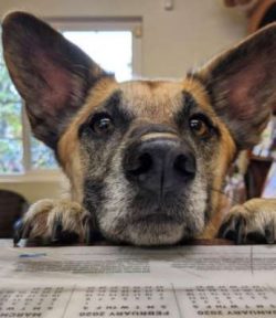 Chinooks are not recognized by any cynological club, the main distributors of the breed are priv ...