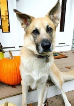 Since 2009, the breed is a symbol of the state of New Hampshire (USA).