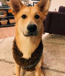  Interestingly, the dog looks very similar to ordinary curs that run around the yards and live i ...