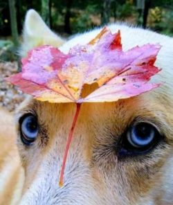 And if the dogs are rare, it means the most expensive? But, in the ten most expensive breeds in  ...