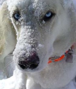 According to various versions, the ancestors of the Chinook were huskies, St. Bernards, Eskimo S ...