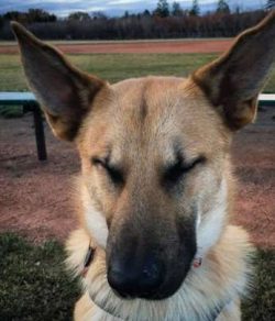 Strong, powerful, hardy Chinooks honestly worked in dog teams, transporting goods in the harsh N ...
