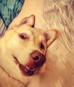To date, the number of dogs is growing, and there are all prospects that the Chinooks will recei ...