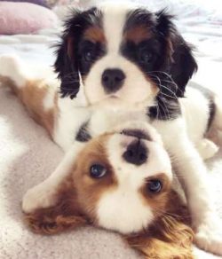 Cavalier King Charles spaniels are consummate lap dogs.