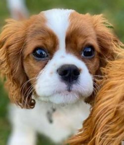 Known for their friendliness and affection, they love nothing more than cuddling up with their o ...