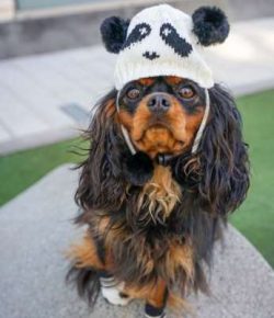 You can find Cavalier King Charles spaniels in four distinct color patterns. They include Blenhe ...