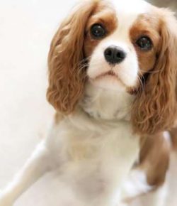 King Charles II was an extremely devoted fan of the Toy Spaniels that came to be named after the ...