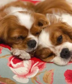 Cavalier King Charles spaniels have never truly been used for hunting.