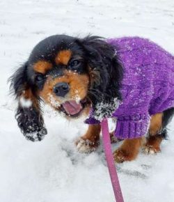 In 2012, the Cavalier King Charles spaniel broke into the top 20 most registered dog breeds in A ...
