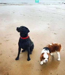  King Charles Spaniel was bred with the pug, giving it a shorter snout and domed head.