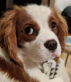 Queen Victoria had a tricolor Cav named Dash.