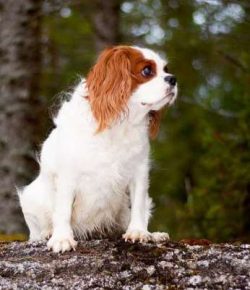 They are considered to be “easy keepers,” affectionate and good companions.