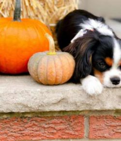  The Cavalier King Charles Spaniel is named after King Charles II.
