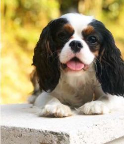 Cavalier King Charles Spaniel has become one of the most popular dog breeds in the country.