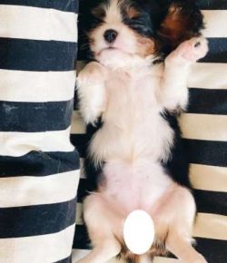 It’s perfect for all kinds of families, which is not something all dogs can boast.