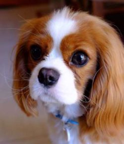 In the United States it is the 18th most popular pure-breed.