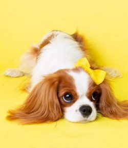  They will never be considered a great guard dog due to their love of all people!