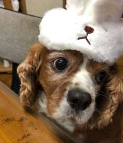 Cavaliers are known to be active and sporty.