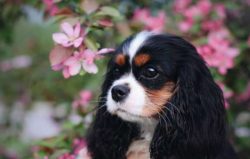  In the 15-16 century, toy spaniels became so popular in the British Isles that even the royal p ...