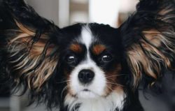  Cavaliers are quite smart, good-natured, emotional and loyal to the owner of the dog. They are  ...