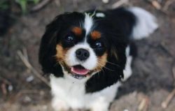  Cavalier King Charles Spaniels do not tolerate harsh climate, temperature extremes, dampness. T ...