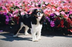  These dogs cannot be called overly active, although daily walks are, of course, necessary for t ...