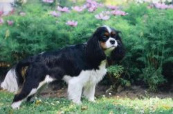  Thick, luxurious cavalier wool should be combed out with a stiff brush every day (or at least a ...