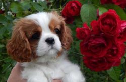  Ear care (long ears with luxurious hair in dogs of this breed need careful attention), your tee ...