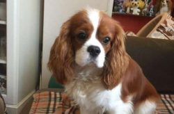  Cavaliers are unpretentious in food, you just need to choose a menu that will be rich in vitami ...