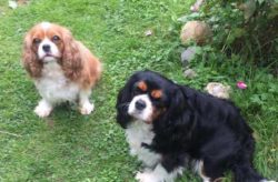  Good features of Cavaliers in the training process are obedience and the lack of stubbornness c ...