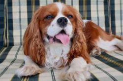  Cavaliers faithfully serve their master for about 10-12 (rarely 15) years. This breed is consid ...