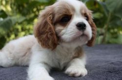 Today on the Web, canine publications, and just on the street, you can see cute spaniels with sa ...