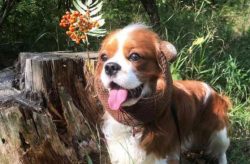  For many decades, the Cavalier King Charles Spaniels have been recognized as one of the most po ...