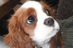  Тhey are small, proportional dogs, whose weight varies between 5 – 8 kg, height – 2 ...
